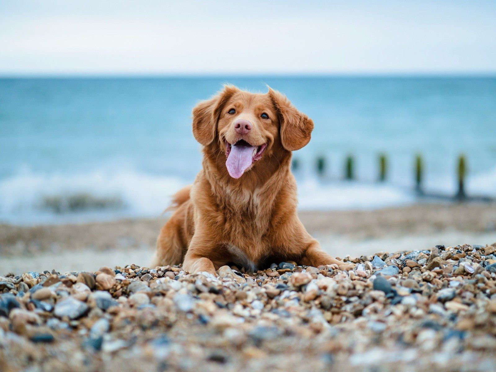Honoring Your Pet: Exploring Pet Cremation Services in Long Beach, CA